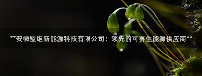 sunbet英语翻译