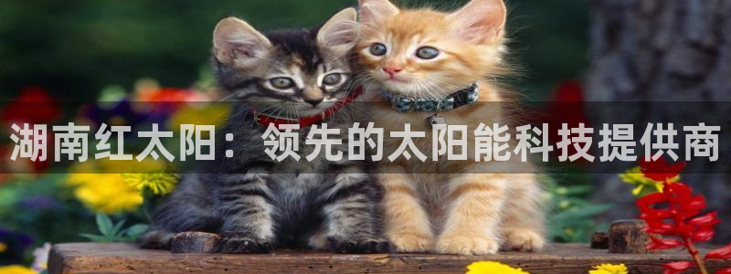 sunbet首页登录入口